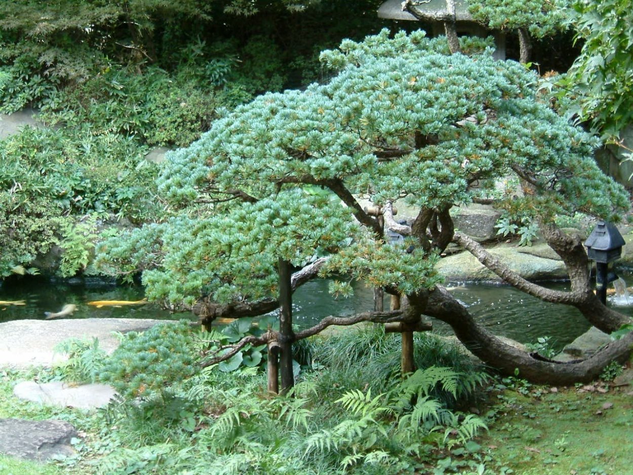 Голубая ель Росток