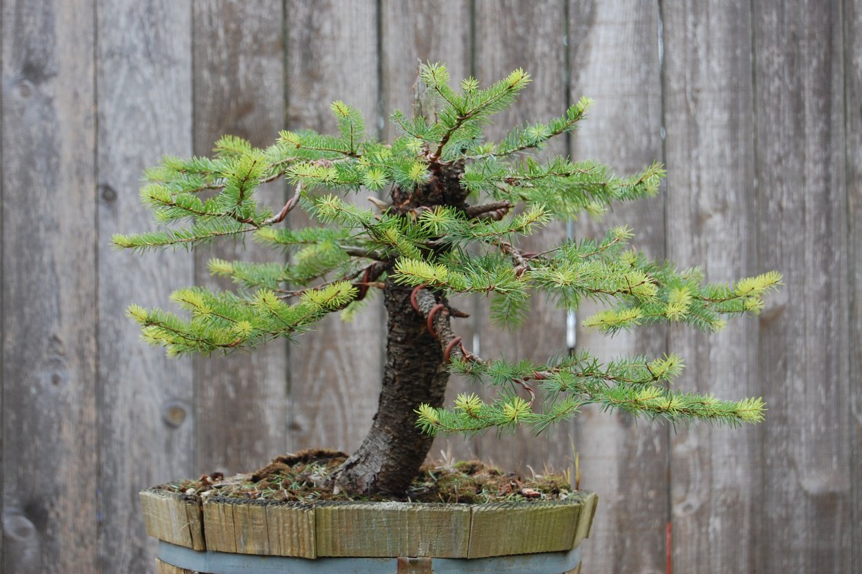 Бонсай Picea pungens