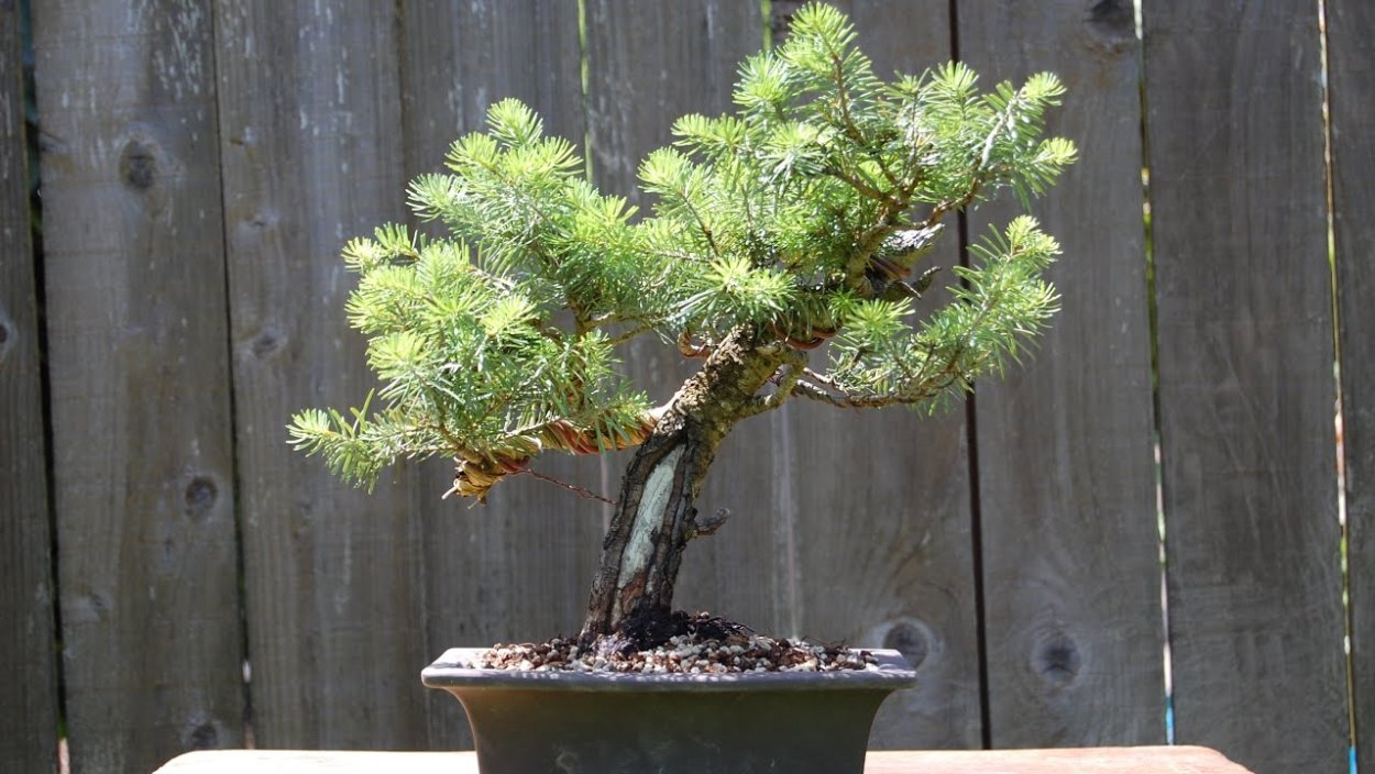 Пихта корейская бонсай