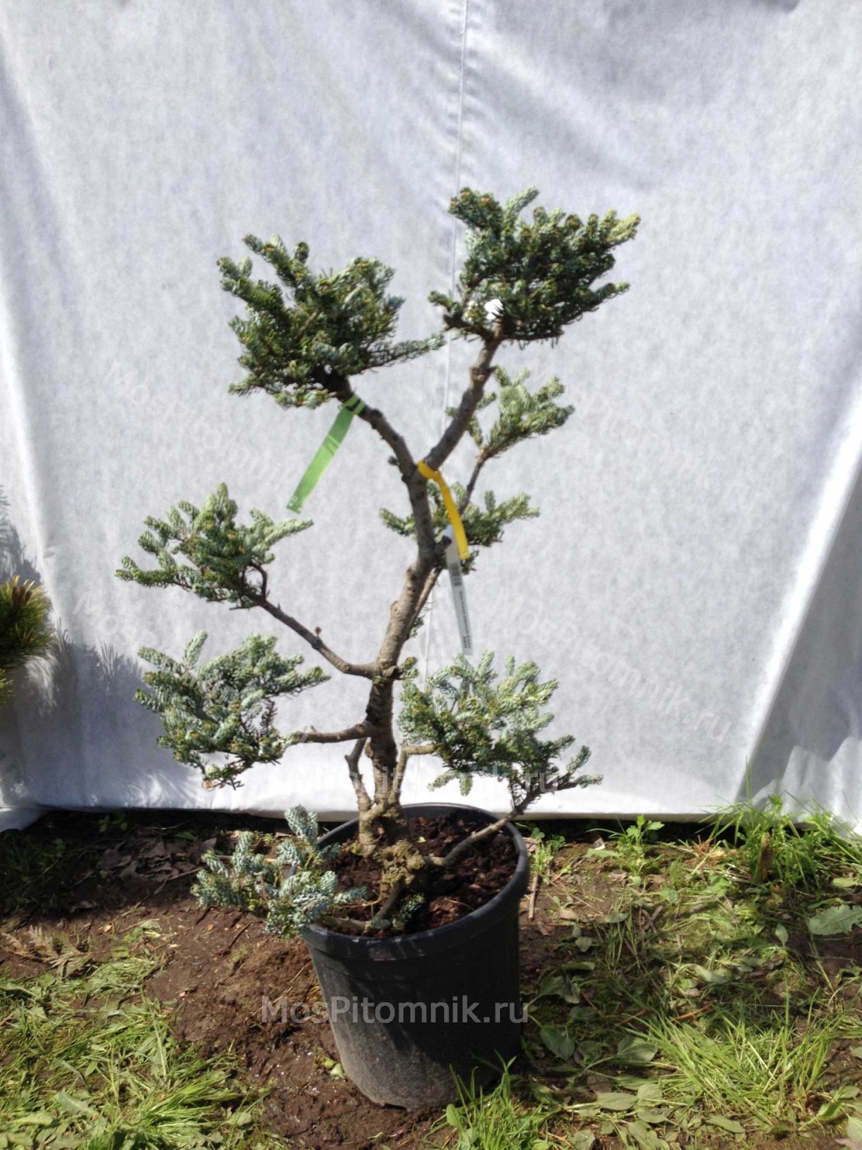Псевдотсуга пихта бонсай