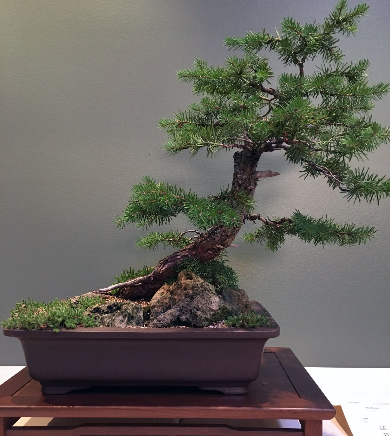 Пихта бонсай