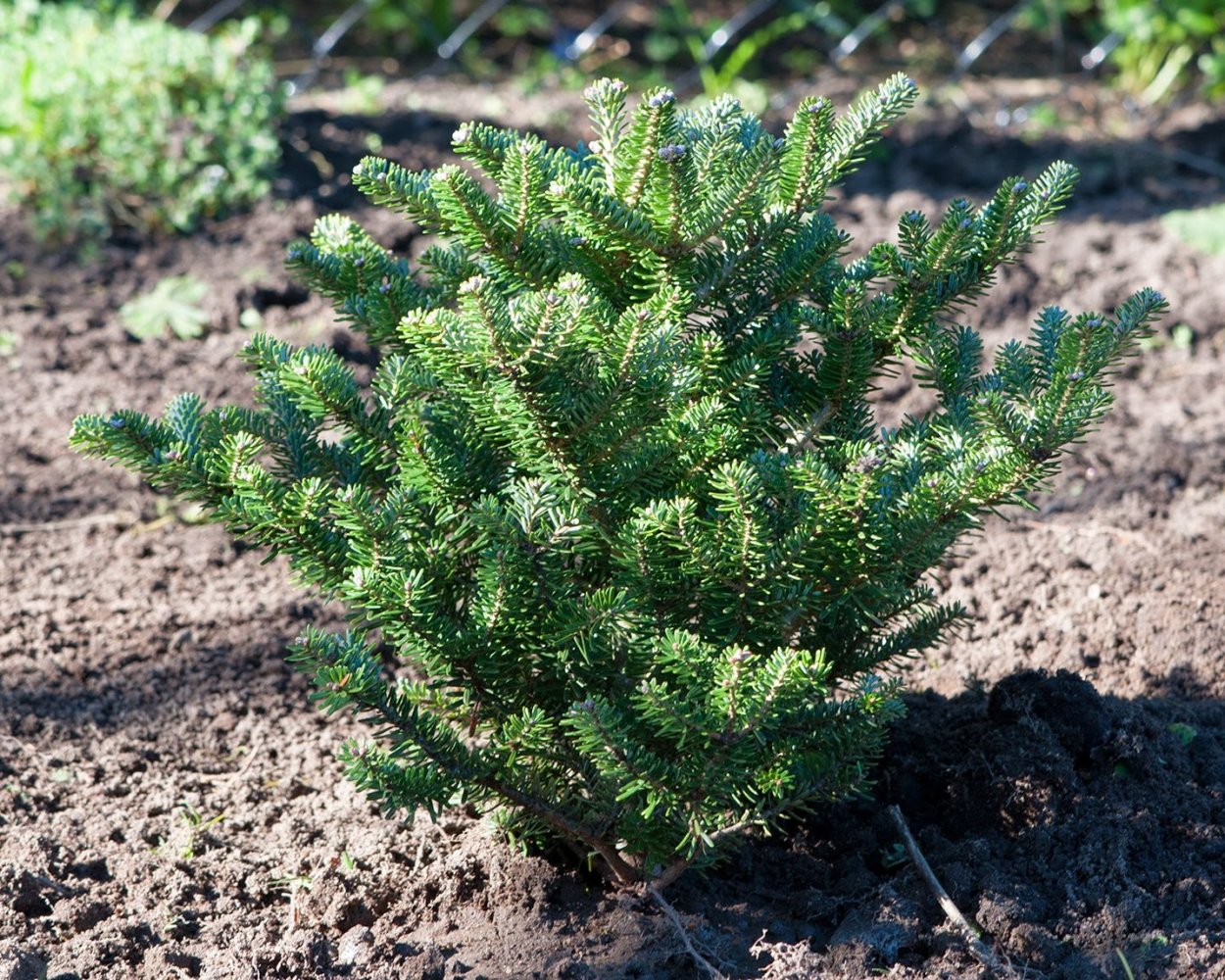 Пихта ниваки