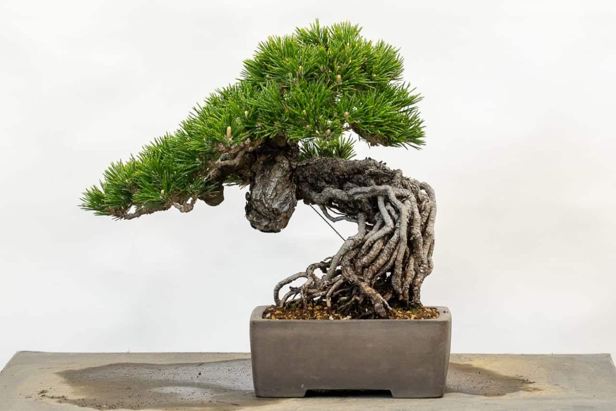 Бонсай из тополя