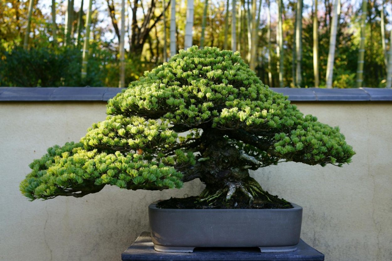 Abies Koreana 'Tundra'