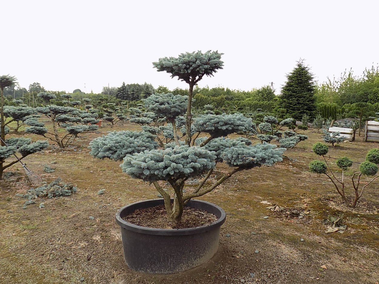 Пихта корейская шишки