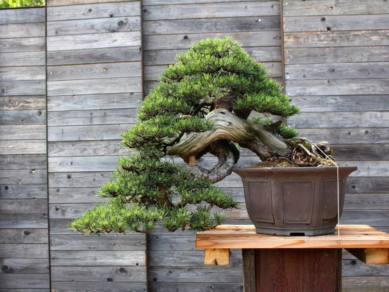 Сосны бонсай Каскад