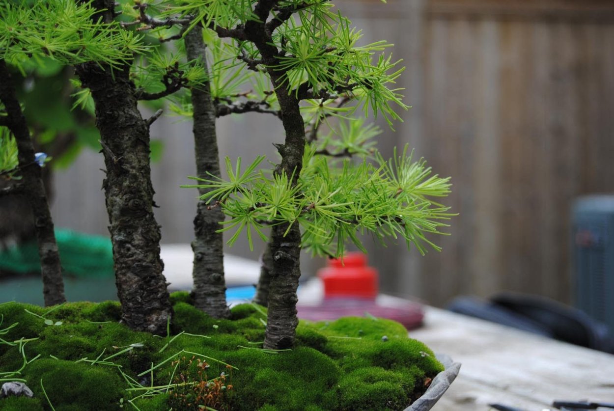Кипарис бонсай полукаскад