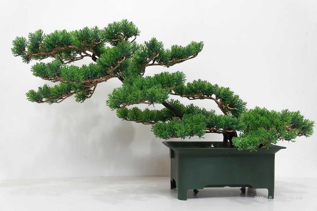 Пихта Сибирская бонсай