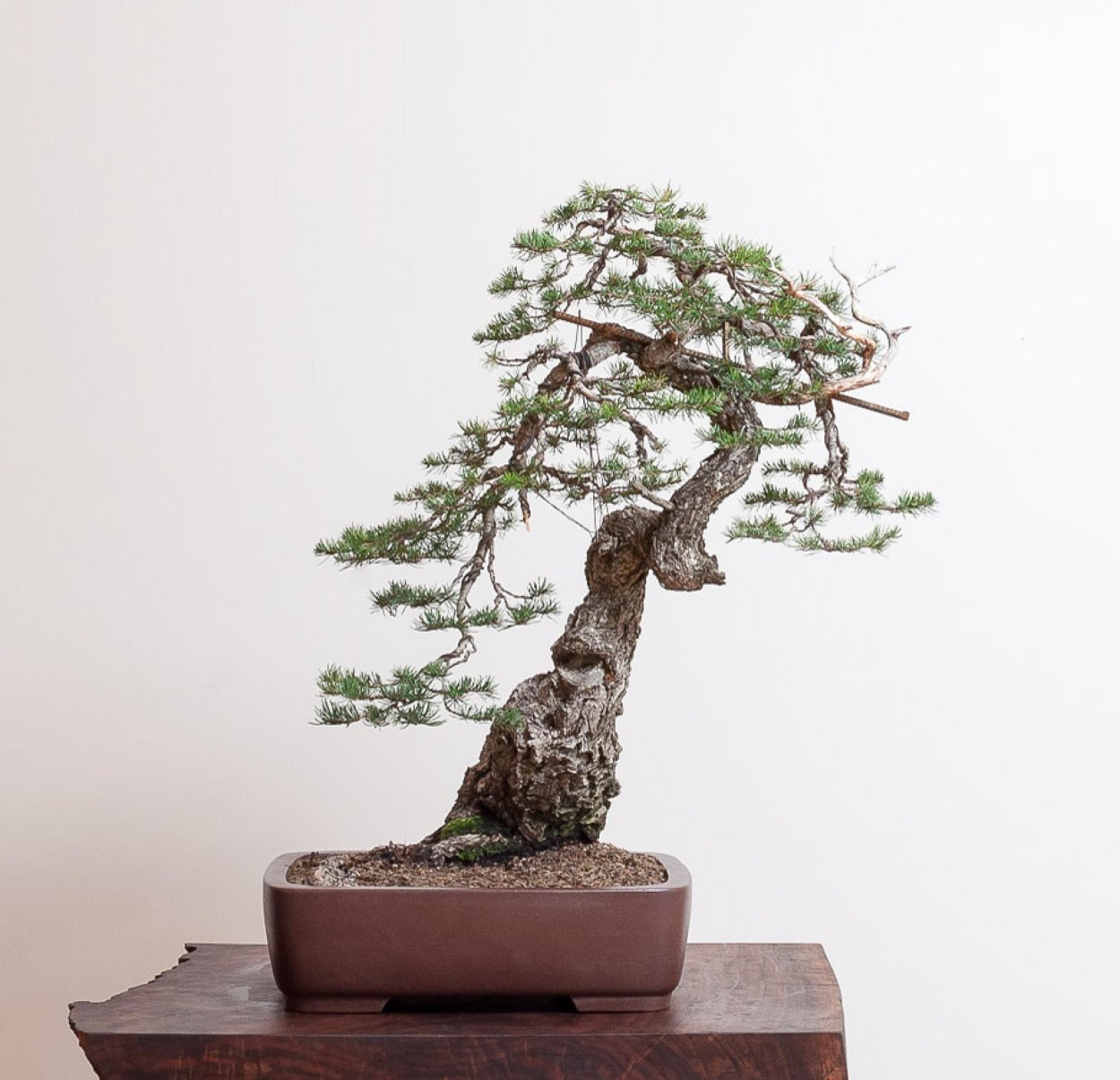 Сосна Pinus nigra