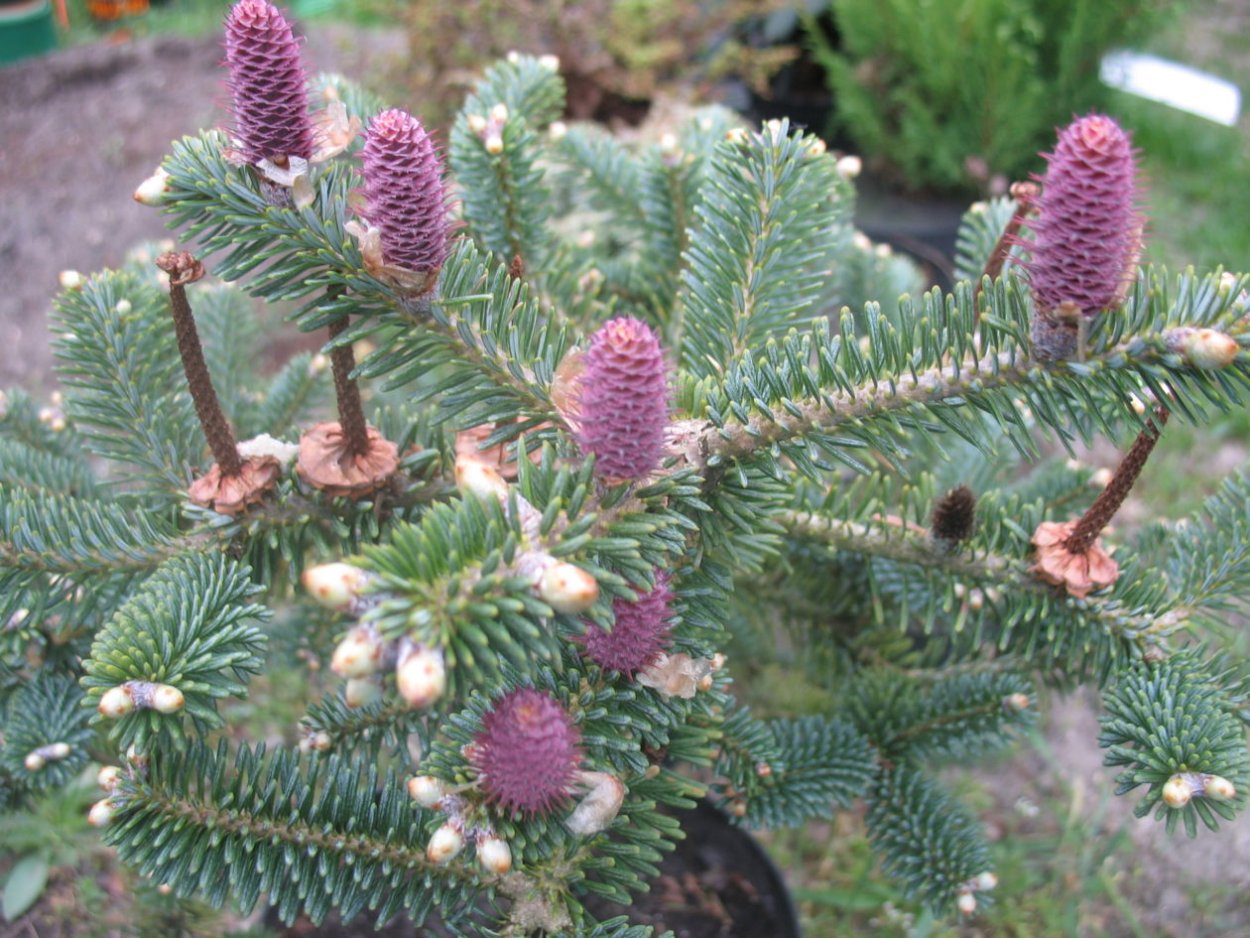 Канадская ель Коника бонсай