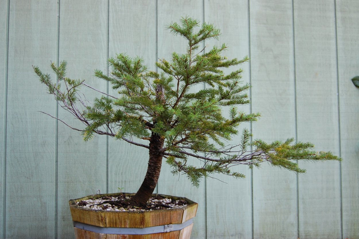 Ель Глена бонсай