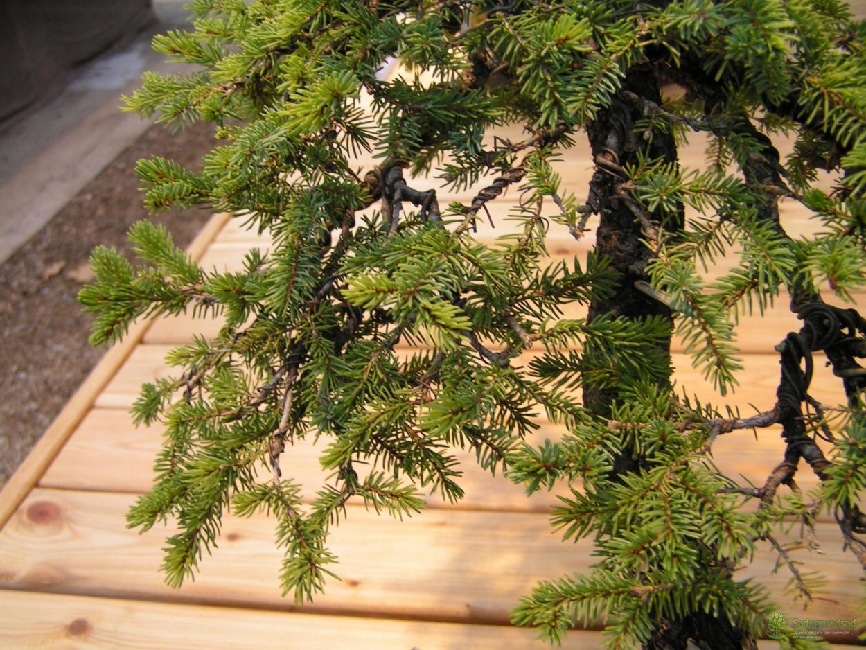 Бонсай ниваки сосна