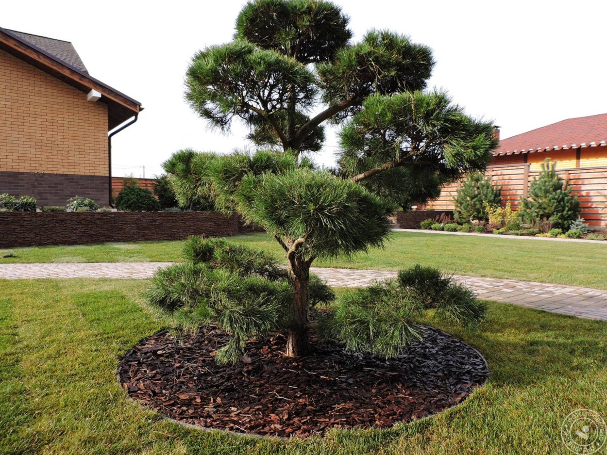 Низкорослые многолетники хвойные