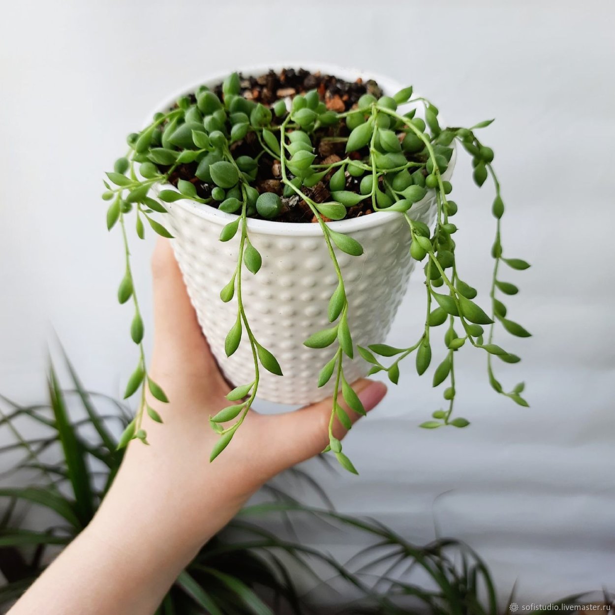 Сенецио Геррейна