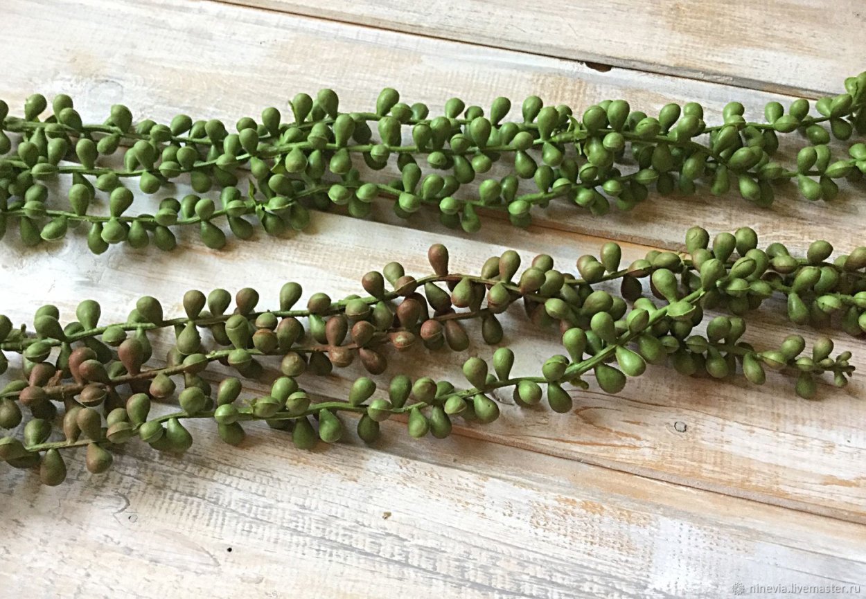 Суккуленты длинные