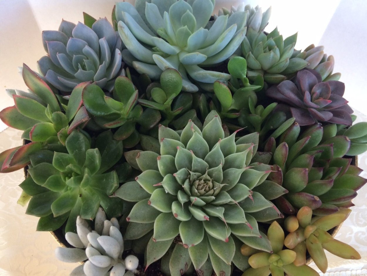 Суккулент черный ястреб