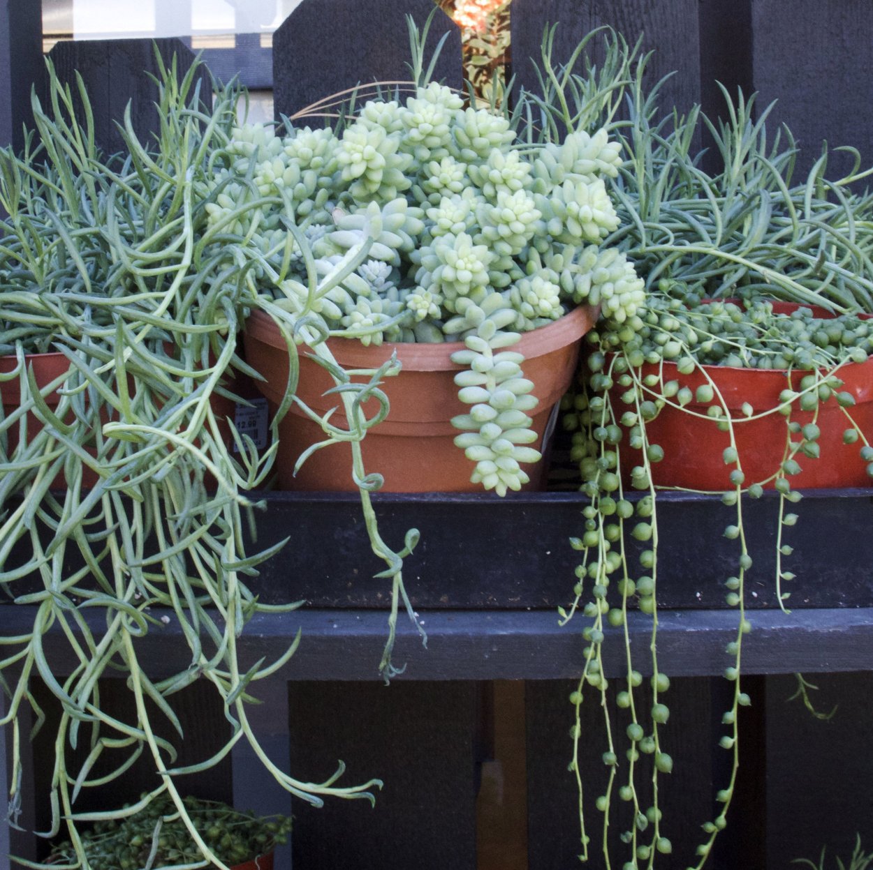 Ампельные Суккуленты