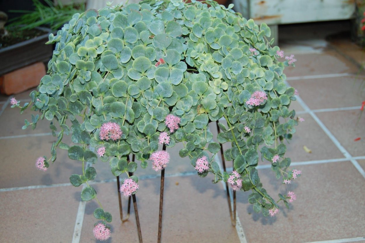 Седум Зибольда