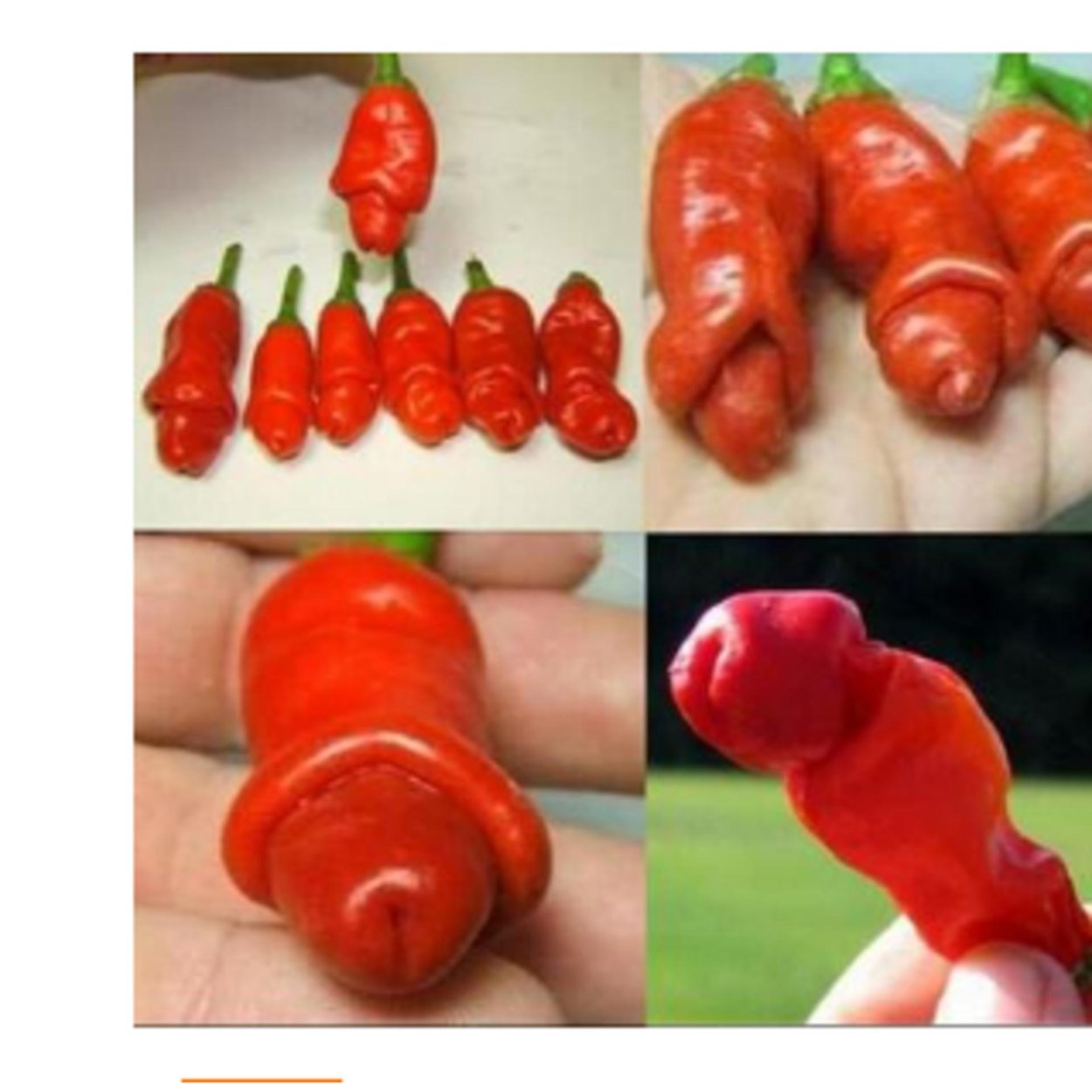 Перчик Чили комнатный