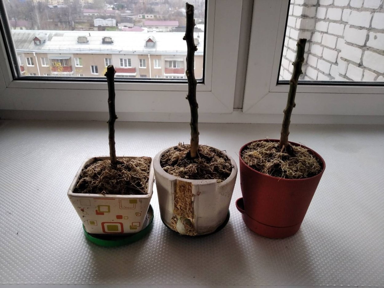 Punica granatum бонсай