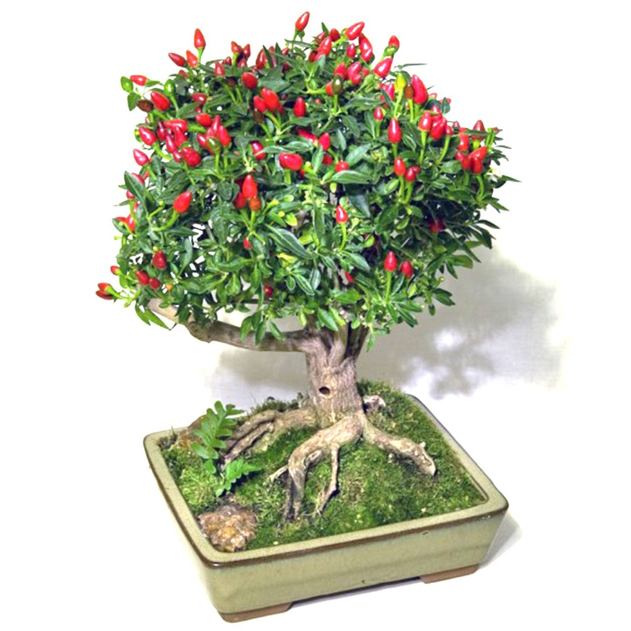 Хабанеро оранж куст