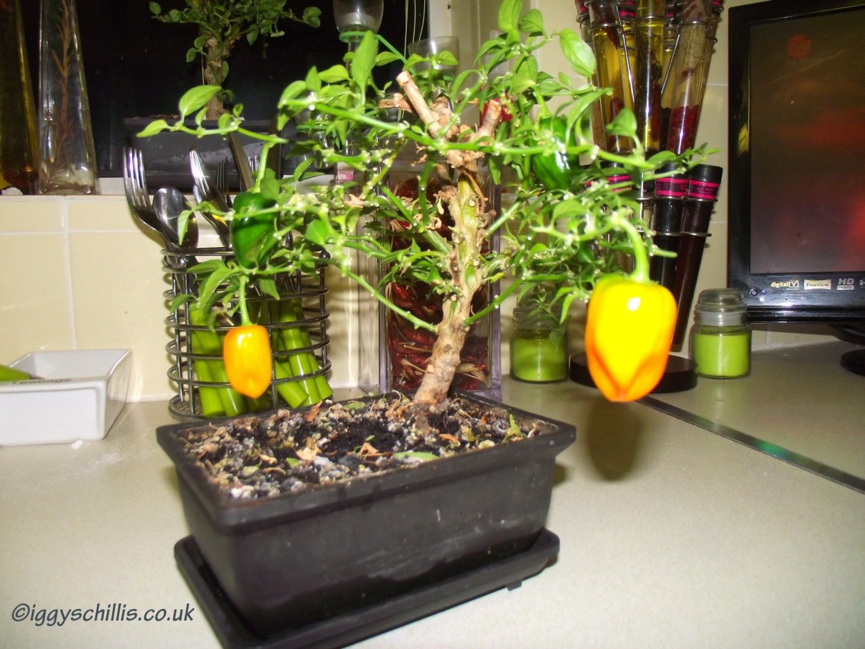 Дерево перец бонсай