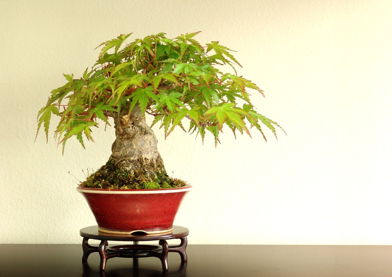 Клен бонсай на рабочий стол