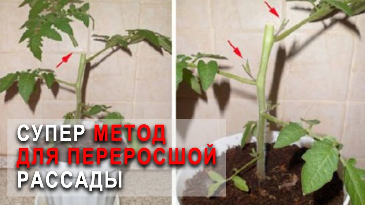 Абутилон бонсай