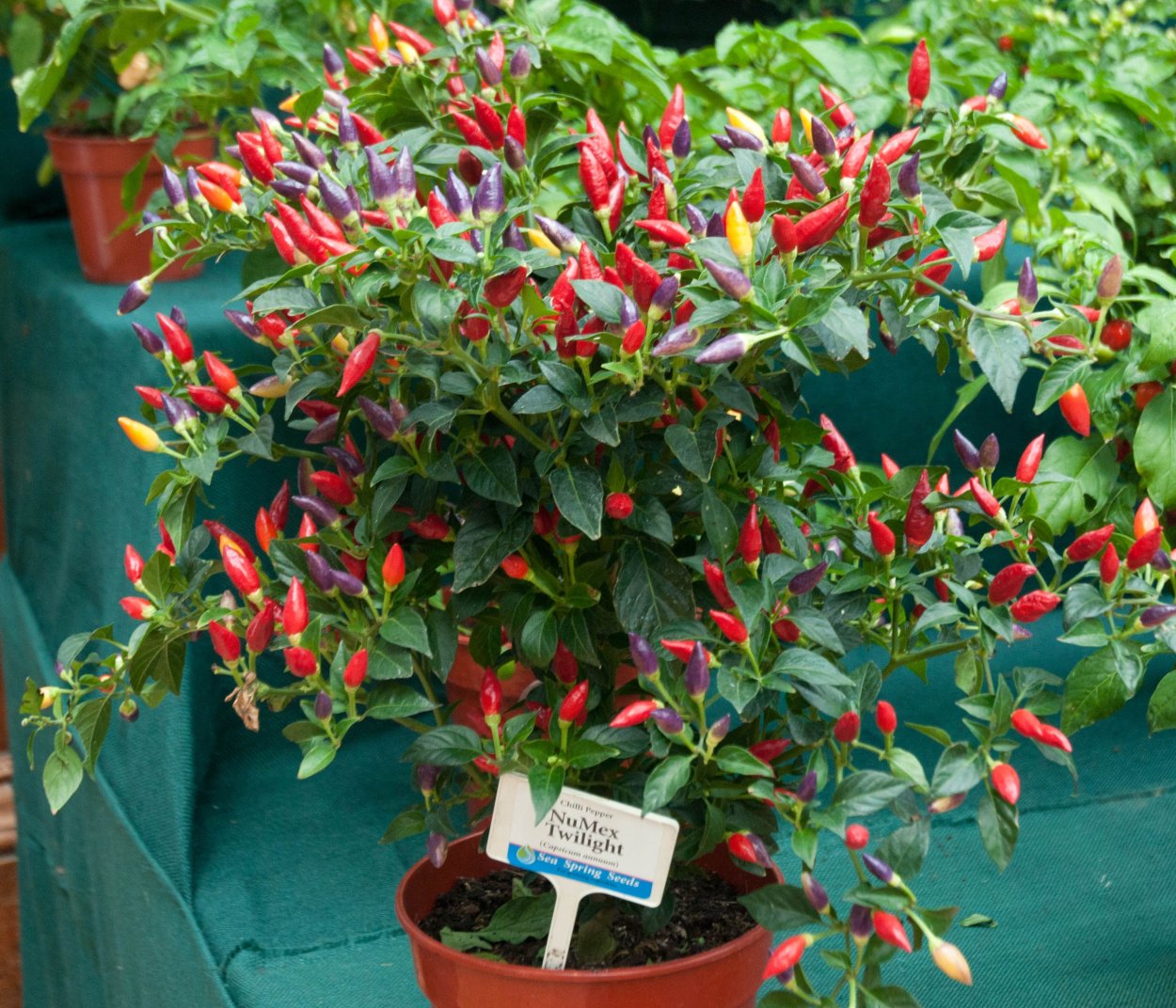 Перец сладкий белый налив