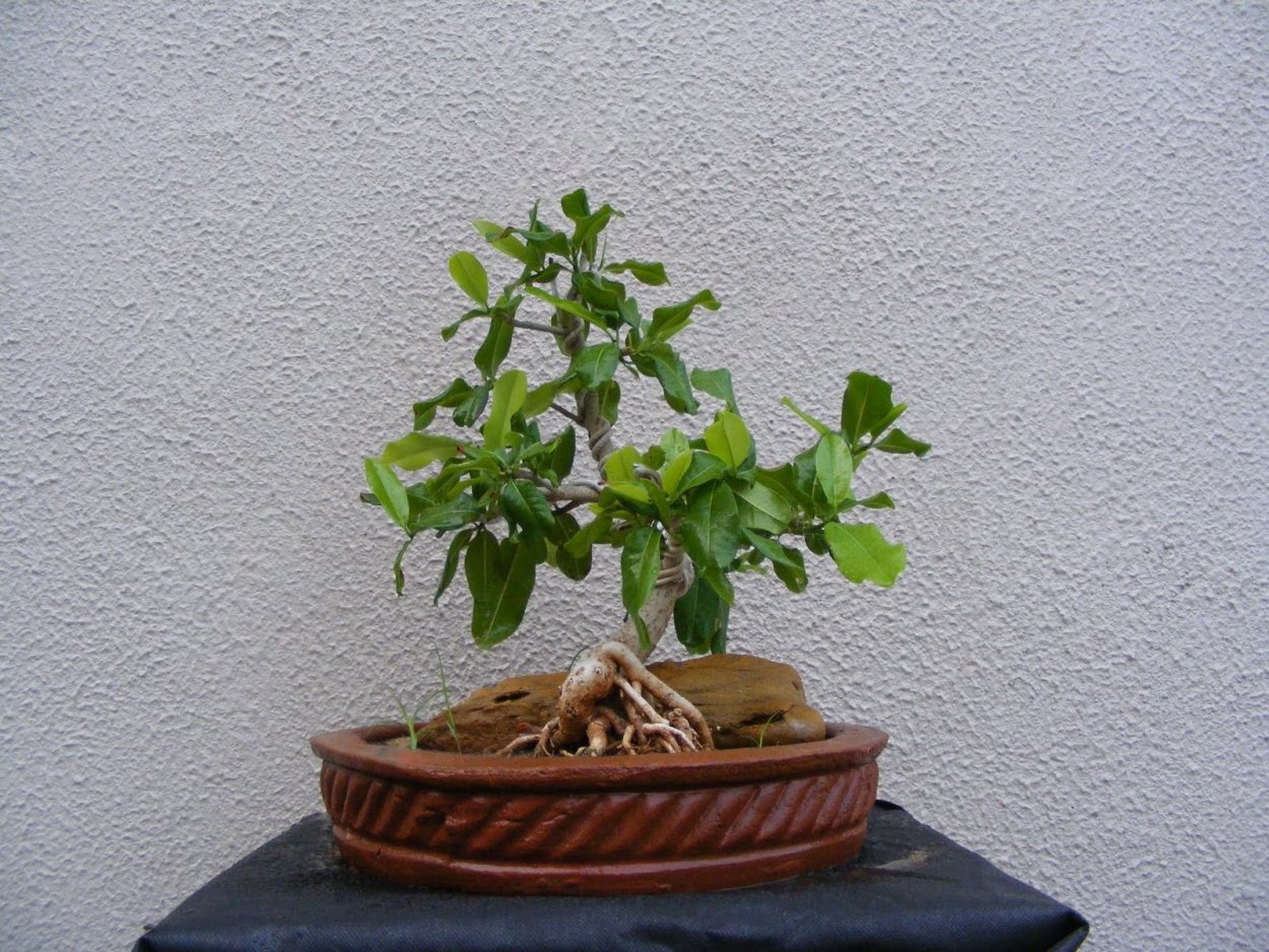 Бонсай Хабанера