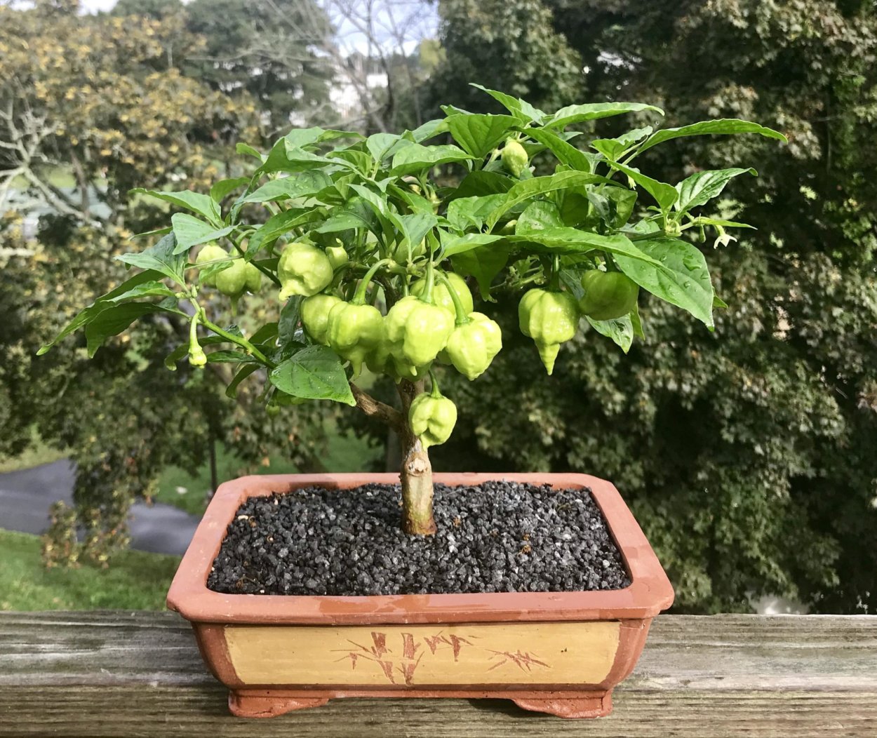 Перец бонсай