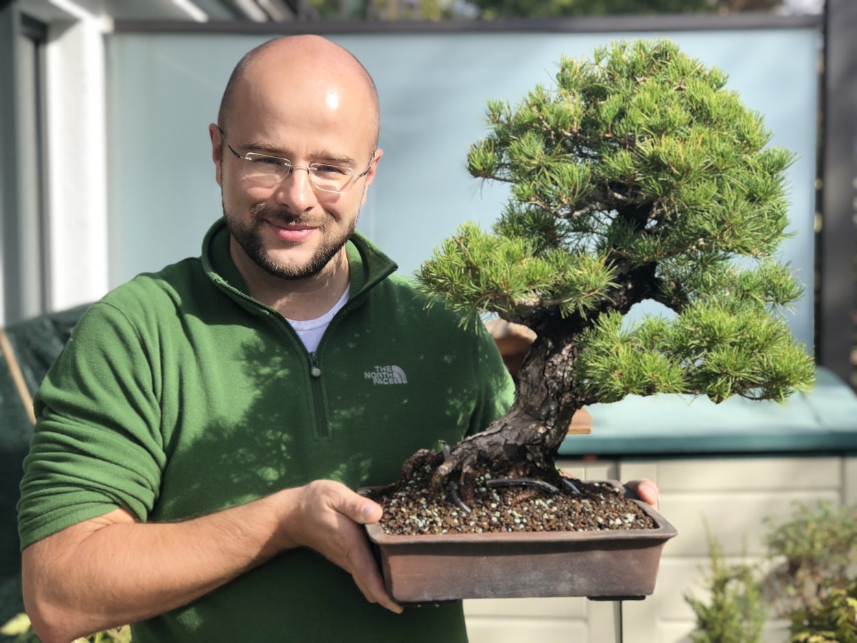 Бонсай острый перец