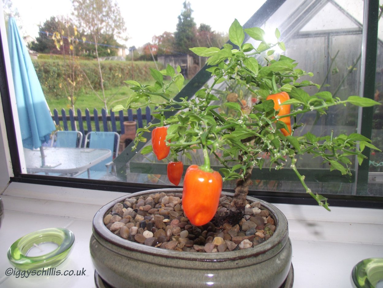 Прищипка рассады томатов