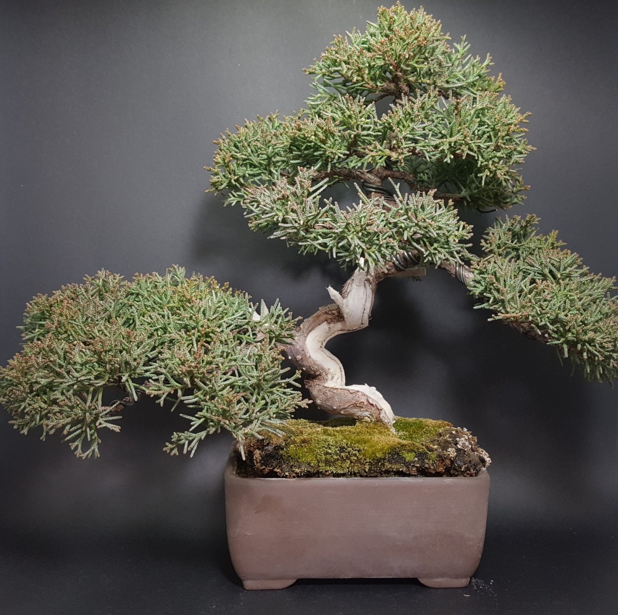 Перец Ода сады России