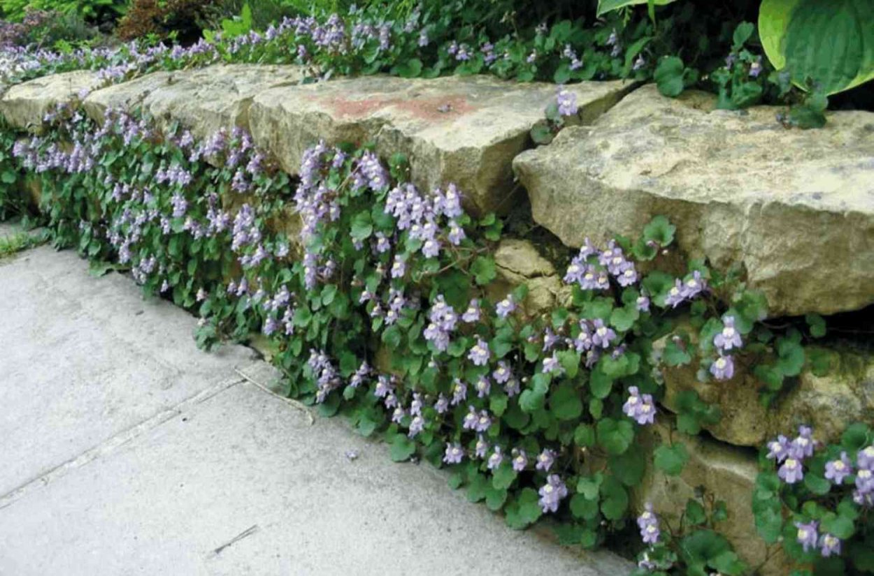 Будра глехома