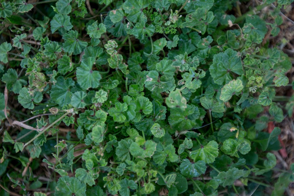 Цимбалярия Snow Wave