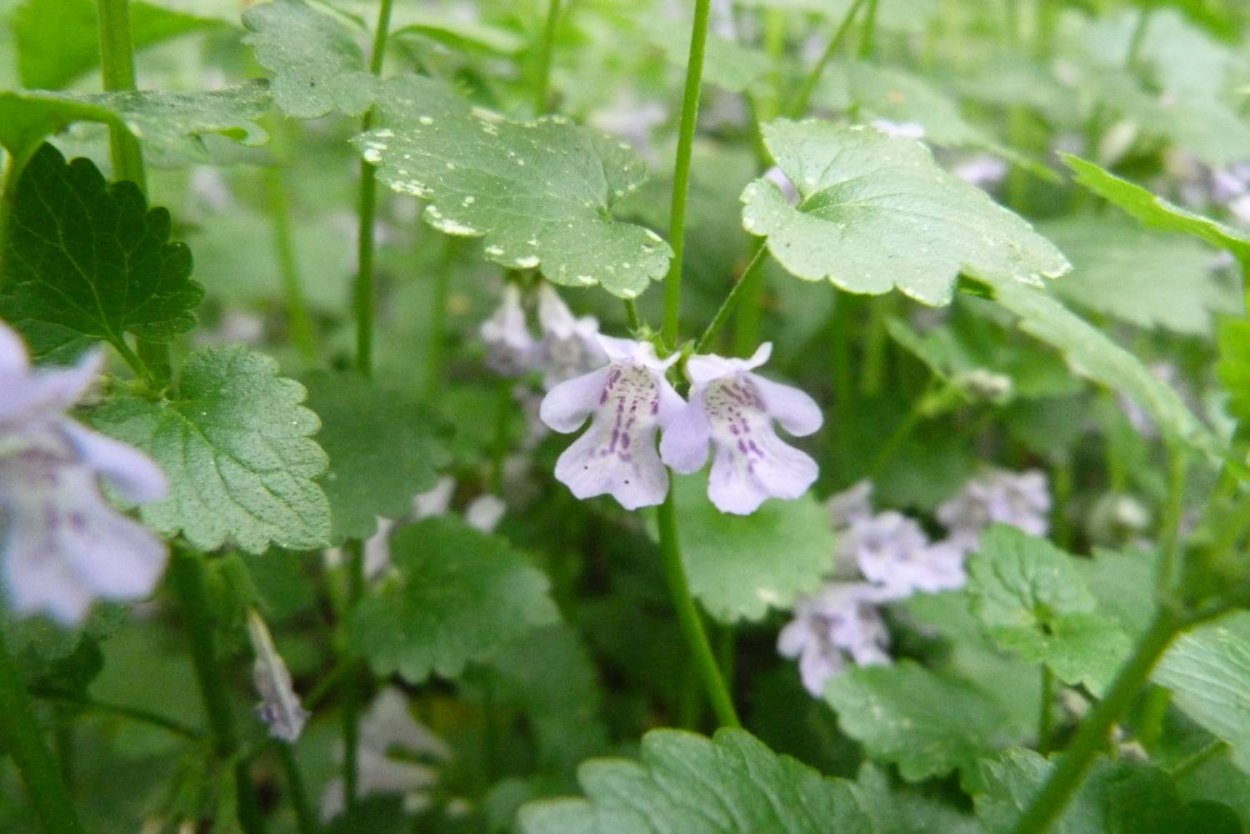 Будра плющевидная природная зона