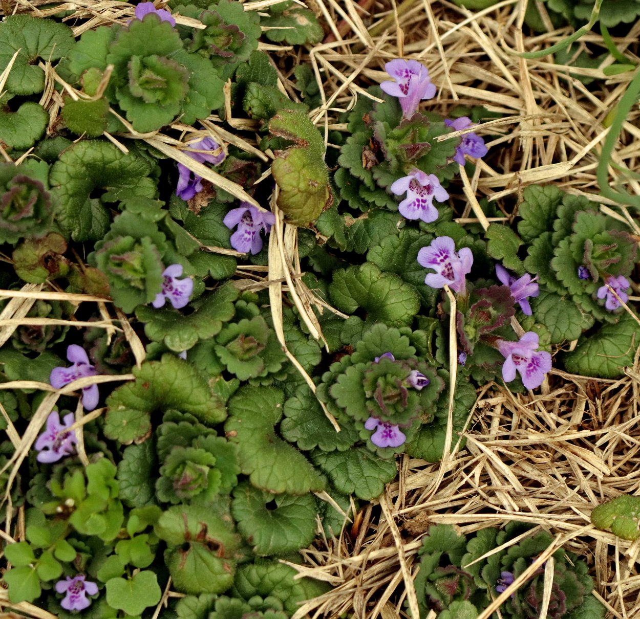 Будра плющевидная листья