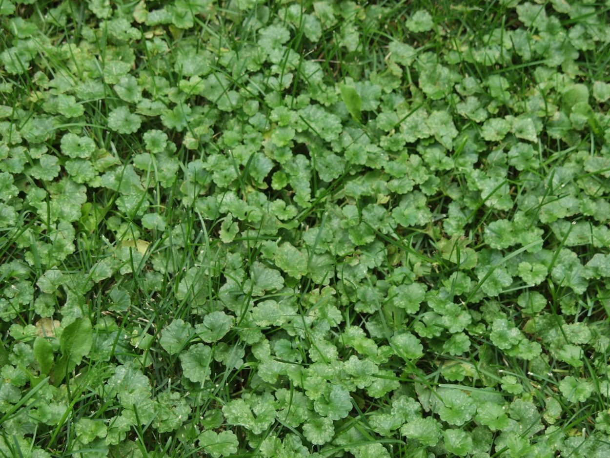 Будра глехома