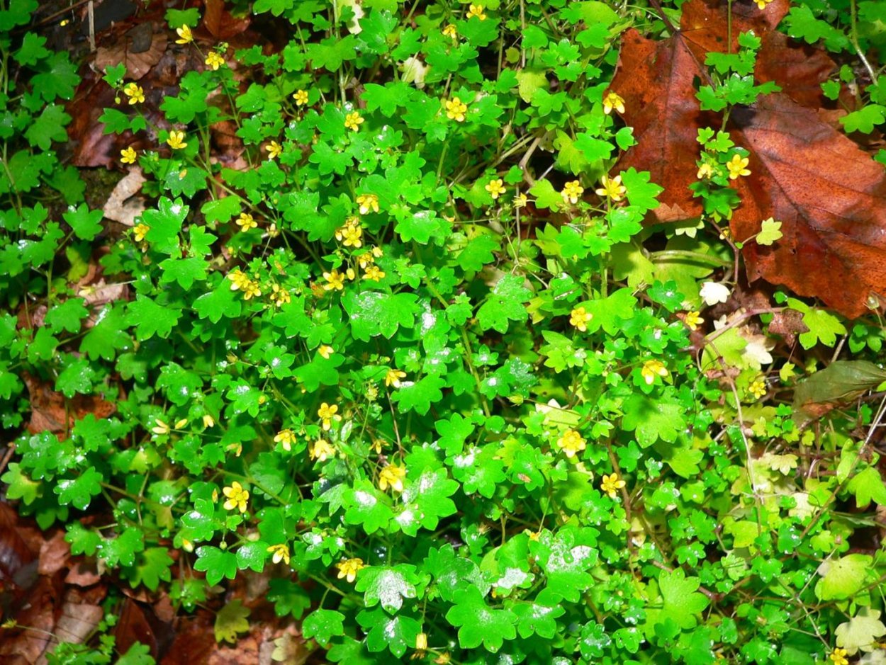 Saxifraga Cymbalaria