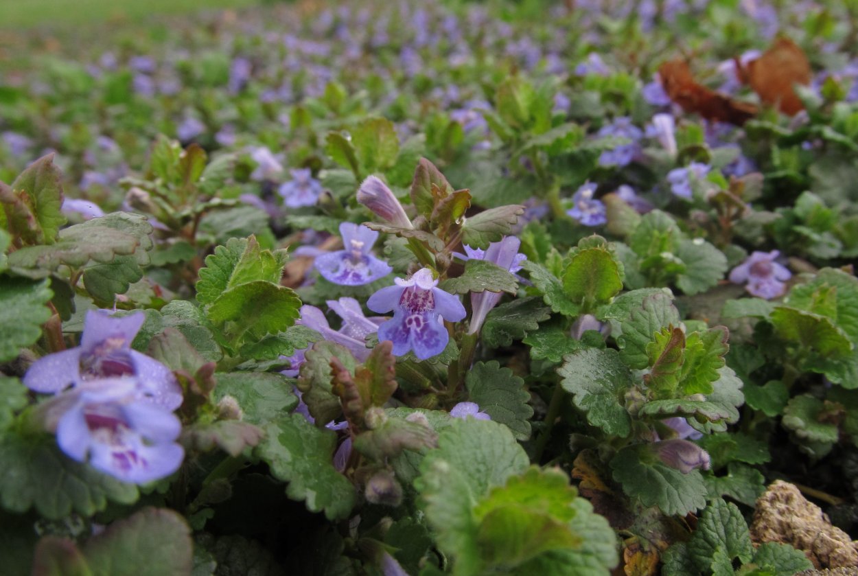 Будра плющевидная листья