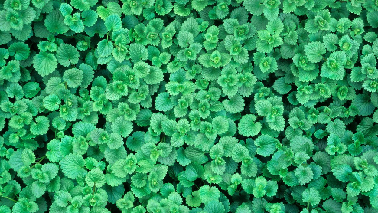 Сорняк Чарли ползучий