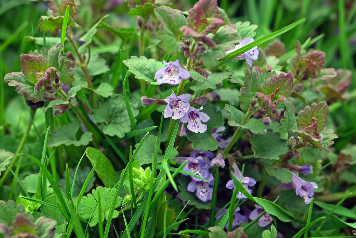 Собачья мята плющевидная