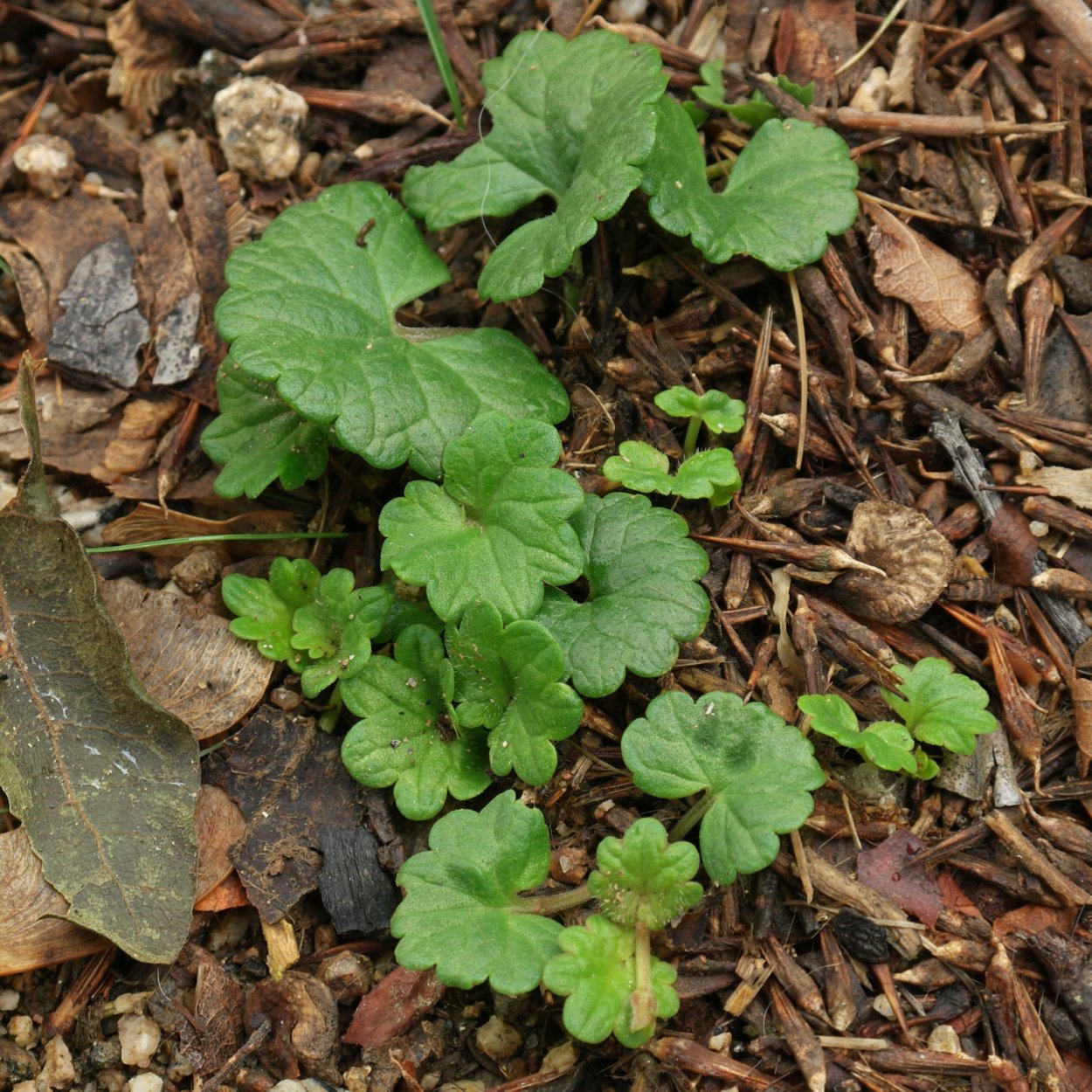 Плющ дихондра колеус