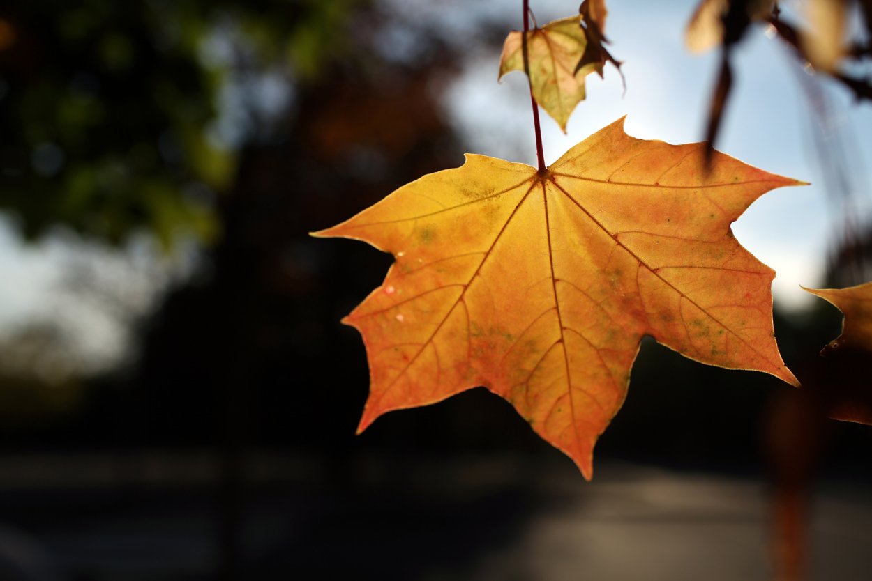 Осенние листья большие