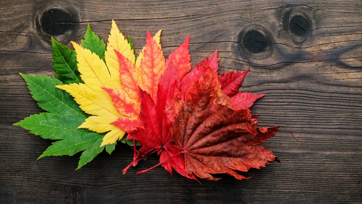 Разноцветные осенние листья