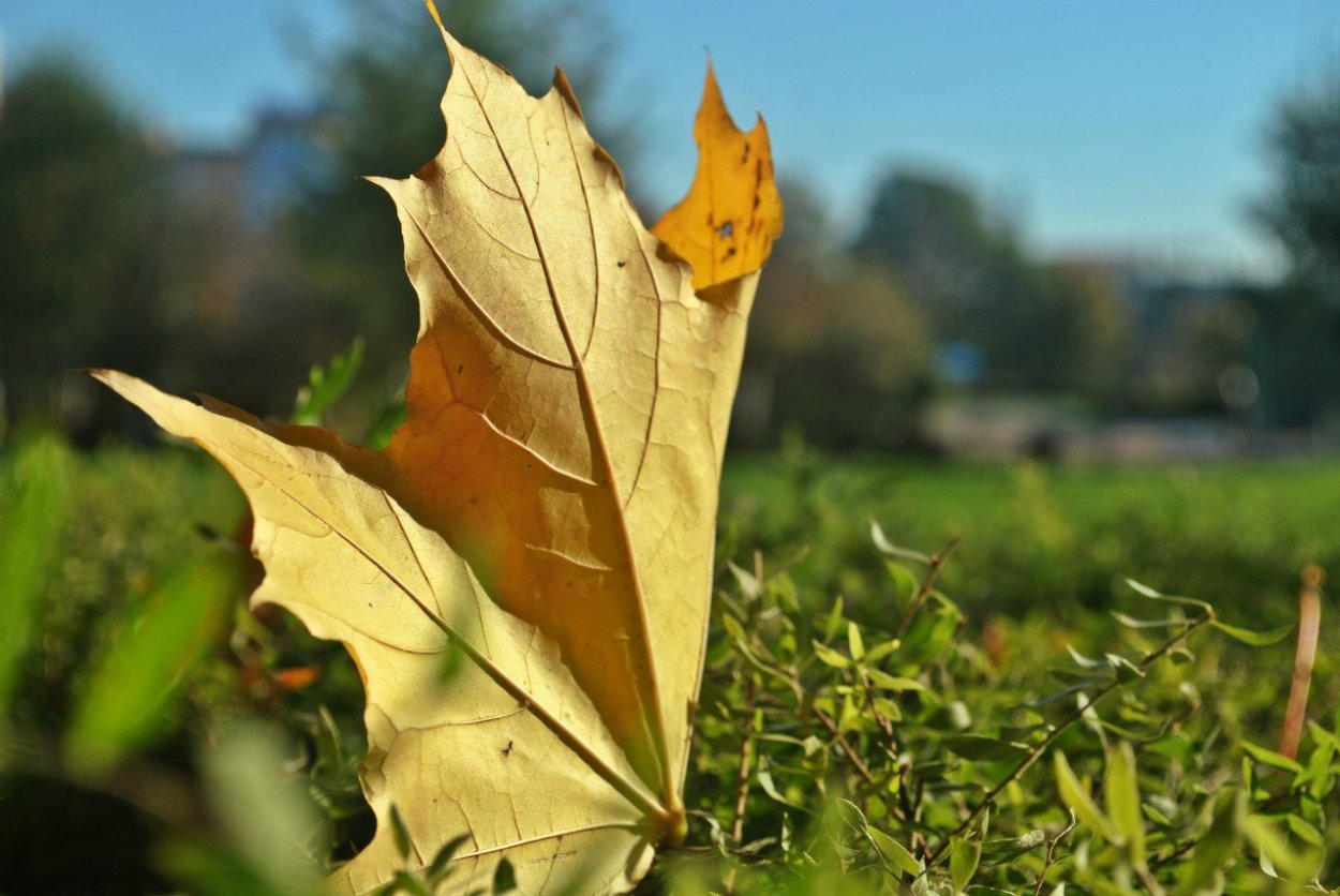 Листок от осени