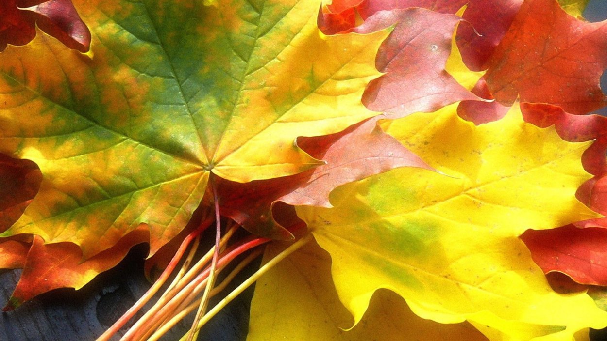 Кленовый лист