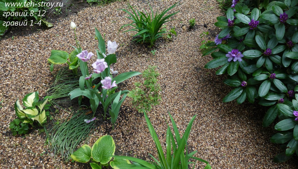 Традесканция Садовая в ландшафтном дизайне многолетняя в саду