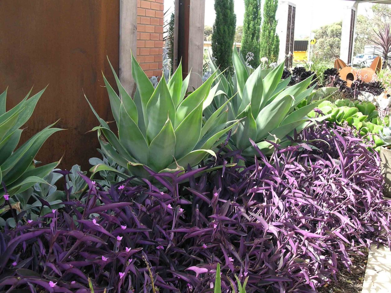 Традесканция Рео в композиции